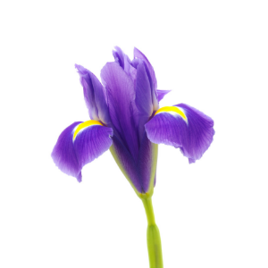 Iris sauvage bio centella